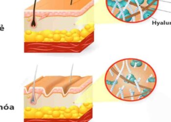 Định nghĩa lớp dưỡng chất quý Collagen