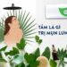 Tắm lá gì trị mụn lưng? 10 cách tắm lá hiệu quả nhất