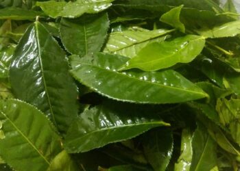 lá chè xanh có khả năng hạn chế bã nhờn